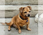 Small #6 Chiweenie