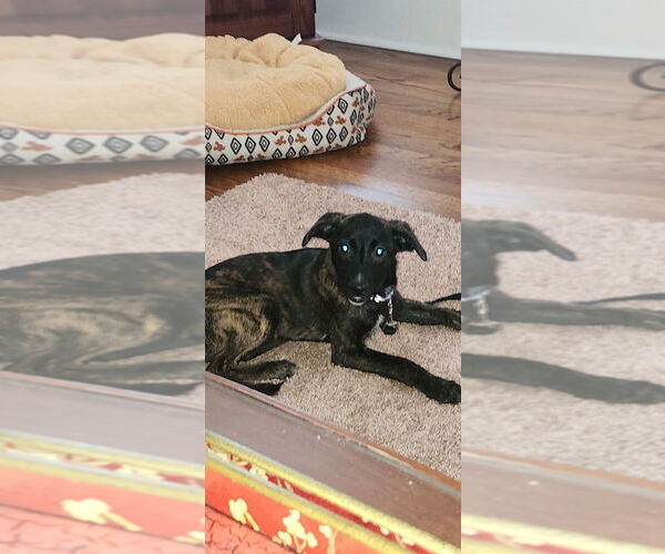 Medium Photo #3 Mutt Puppy For Sale in Mooresville, NC, USA