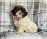 Small Photo #5 ShihPoo Puppy For Sale in LAKELAND, FL, USA