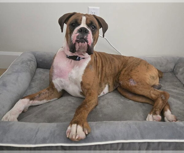 Medium Photo #3 Boxer Puppy For Sale in Brights Grove, Ontario, Canada