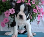 Small Photo #44 Boston Terrier Puppy For Sale in GOSHEN, IN, USA