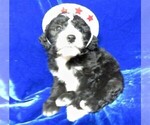 Small Photo #3 Sheepadoodle Puppy For Sale in GROVESPRING, MO, USA