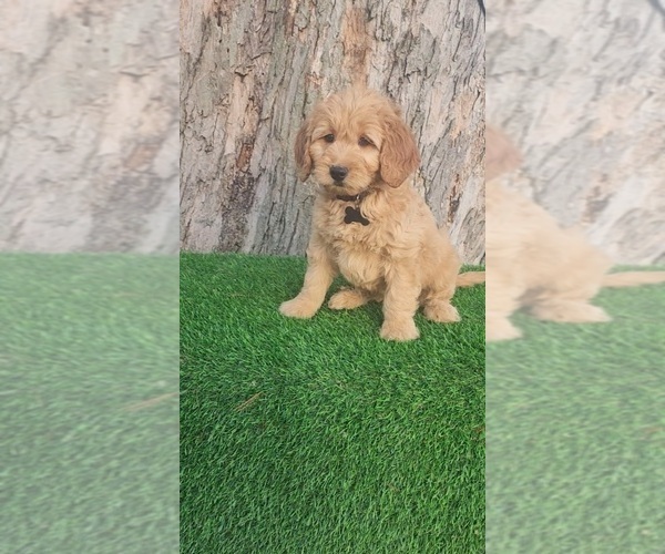 Medium Photo #3 Goldendoodle (Miniature) Puppy For Sale in INDIANAPOLIS, IN, USA