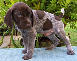 View Ad German Shorthaired Pointer Puppy For Sale Near Alabama