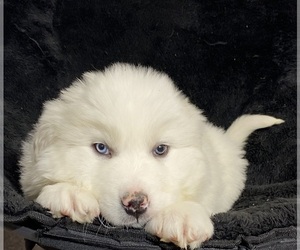 Great Pyrenees Puppy for sale in CANOGA, NY, USA