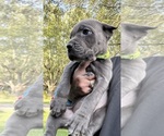 Puppy Malani Cane Corso