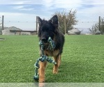 Small #30 German Shepherd Dog