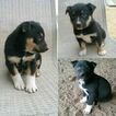 Small Photo #1 Australian Cattle Dog-Hangin Tree Cowdog Mix Puppy For Sale in BIG CABIN, OK, USA
