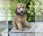 Small #2 Whoodle (Miniature)