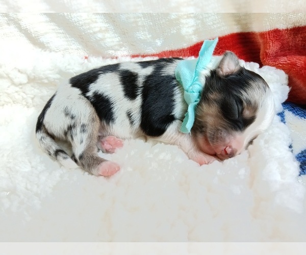 Medium Photo #3 Miniature Australian Shepherd Puppy For Sale in BONNERS FERRY, ID, USA
