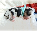 Small Photo #14 Miniature Australian Shepherd Puppy For Sale in BONNERS FERRY, ID, USA