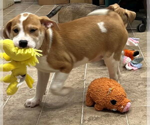 Mutt Dogs for adoption in Augusta, GA, USA