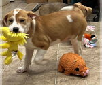 Small Mutt