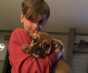 Olde English Bulldogge Puppy for sale in TRAVELERS REST, SC, USA