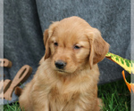 Small Photo #1 Golden Retriever Puppy For Sale in NARVON, PA, USA