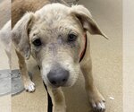 Small Photo #4 Labrador Retriever-Unknown Mix Puppy For Sale in Rockaway, NJ, USA