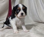 Small #4 Cavalier King Charles Spaniel