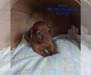 Dachshund Puppy for Sale in TOPEKA, Indiana USA
