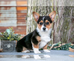 Small #1 Pembroke Welsh Corgi