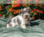 Puppy Kelley Schnauzer (Miniature)