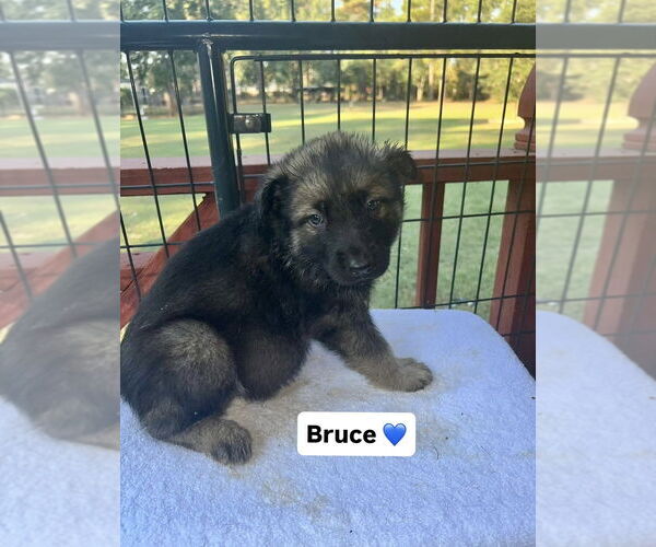 Medium Photo #3 German Shepherd Dog-Unknown Mix Puppy For Sale in Brewster, NY, USA