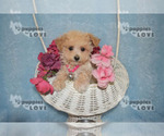 Small Photo #8 Maltipoo Puppy For Sale in SANGER, TX, USA