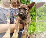 Small #15 German Shepherd Dog