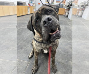 Mastiff Dogs for adoption in McMinnville, OR, USA