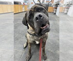 Small Mastiff
