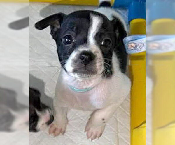 Medium Photo #8 Chihuahua-Unknown Mix Puppy For Sale in Corona, CA, USA