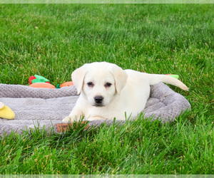 Labrador Retriever Puppy for sale in SYRACUSE, IN, USA