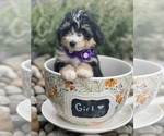 Small Photo #1 Miniature Bernedoodle Puppy For Sale in CENTRALIA, IL, USA