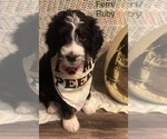 Puppy Ruby Bernedoodle