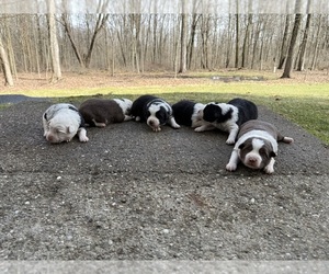 Border Collie Litter for sale in QUAKER CITY, OH, USA