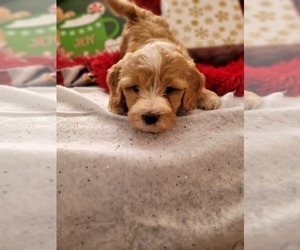 Goldendoodle-Miniature Bernedoodle Mix Puppy for sale in LAKE CITY, FL, USA