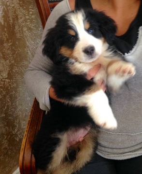 Medium Photo #1 Bernese Mountain Dog Puppy For Sale in LOVELAND, OH, USA