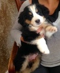 Small Photo #1 Bernese Mountain Dog Puppy For Sale in LOVELAND, OH, USA