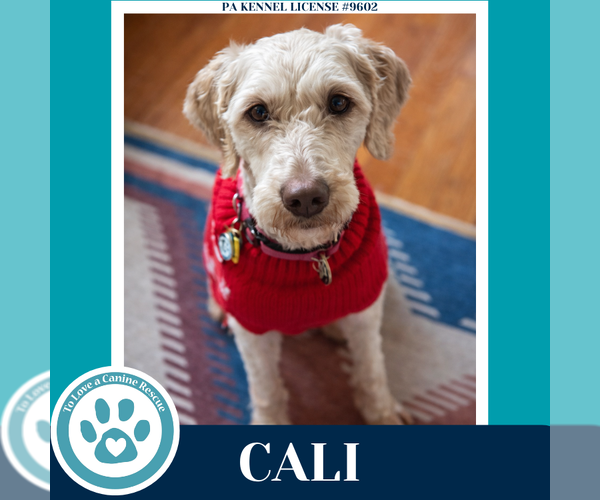 Medium Photo #1 Poodle (Standard) Puppy For Sale in Kimberton, PA, USA