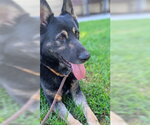 Maverick - Male German Shepherd Dog-Unknown Mix Dog for Adoption - Small photo