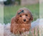 Small #4 Maltipoo (Miniature)