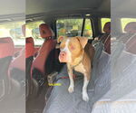 Small #2 Staffordshire Bull Terrier