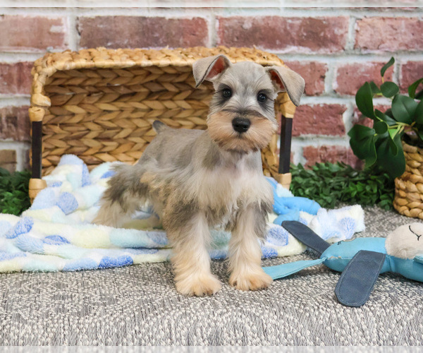 Medium Photo #1 Schnauzer (Miniature) Puppy For Sale in SYRACUSE, IN, USA