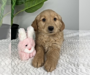 Golden Retriever Puppy for sale in FRANKLIN, IN, USA