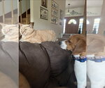 Small Photo #2 Beagle-Unknown Mix Puppy For Sale in Lakewood, CO, USA