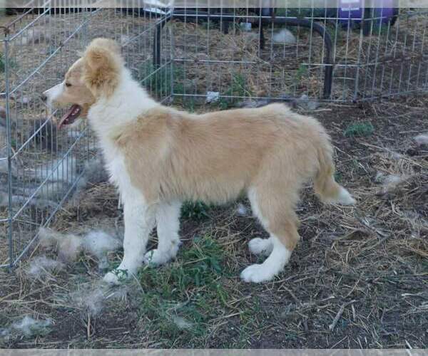Medium Photo #3 Border Collie Puppy For Sale in WARDEN, WA, USA