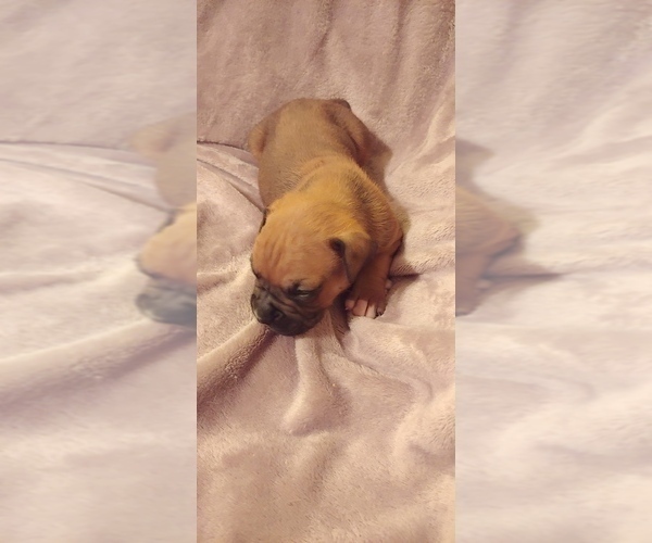 Medium Photo #6 Boxer Puppy For Sale in HAVANA, FL, USA