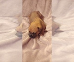 Small Photo #6 Boxer Puppy For Sale in HAVANA, FL, USA