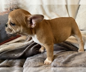 French Bulldog Puppy for sale in JOHNS ISLAND, SC, USA