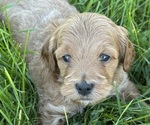 Puppy Ahsoka Goldendoodle (Miniature)