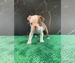 Small Photo #1 Boston Terrier Puppy For Sale in TULARE, CA, USA